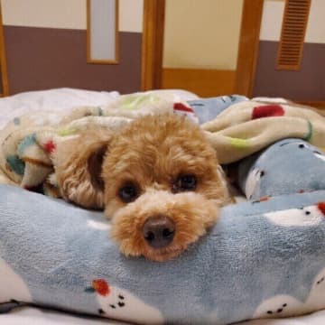 犬の冬の睡眠を快適にするためにできることは？ 冬の寝床作りの注意点