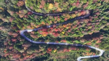 山々を鮮やかに染めるカエデ林　中国・貴州省銅仁市