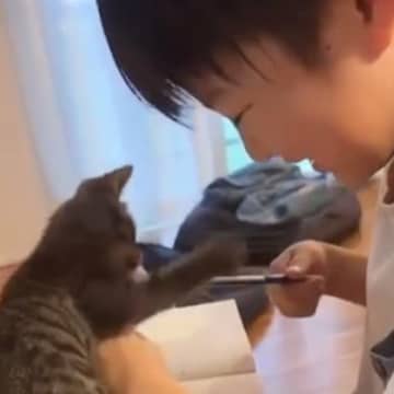 お兄ちゃんが宿題をしていると、『子猫』が…"かわいすぎるやり取り"に癒されると34万再生「思わずニヤニヤした」「100点だｗ」