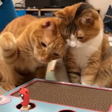 猫の親子が『もぐら叩き』に初めて挑戦したら…『まさかの叩き方』に爆笑する人続出「腹筋崩壊ｗ」「可愛すぎるでしょｗ」と13万再生