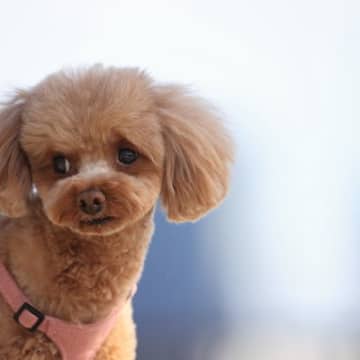 犬が『気まずい』と思っているときにみせるサイン4つ　仕草から読み取る心理や適切な接し方も解説