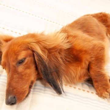 犬が暮らしの中で感染しやすい病気4つ　主な原因や危険な症状、予防法まで解説