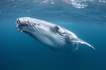 「海洋恐怖症にはキツすぎる」ダイバーが危うくクジラの餌食に。「極めて稀な体験」をカメラがとらえる
