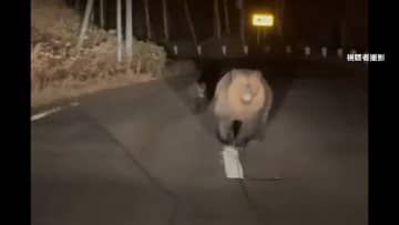 「怖い…襲われる」北海道の夜道でヒグマ突進　車内はパニック　「外出控えて」秋田でクマが銀杏狙いイチョウの木を垂直急降下