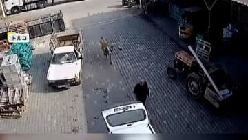 “ウシ襲撃”の一部始終　倉庫に突然出没し従業員に次々と突進　転んだ従業員は万事休す…間一髪で衝突免れる　トルコ