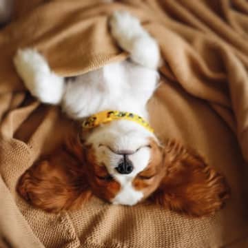 犬の『寝相』からわかる心理4選　主な判断基準や注意が必要な寝方まで