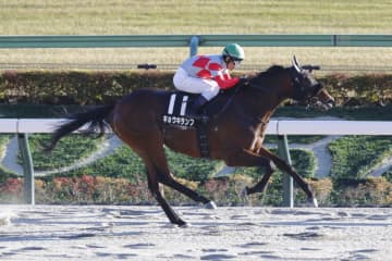 【晩秋S】キョウキランブが5馬身差圧勝…単勝1.3倍シャンパンポップは2着