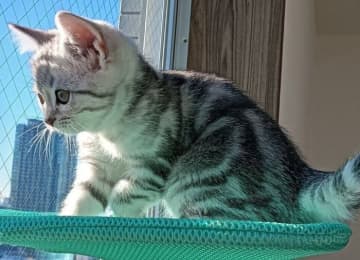 ハンモックに乗って窓の外を眺める子猫→すくすく成長した8カ月後も「お気に入りの場所や眺めは変わらない」成長ビフォーアフターにほっこり！