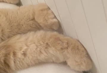 「頭隠して、足隠さず」布団から“足だけ”出すにゃんこが話題に！思わず触りたくなるモフモフのあんよに、飼い主のみならず3.9万人が悶絶！