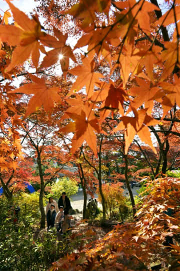 茨城県内紅葉名所にぎわう　クマ危険低く安心感