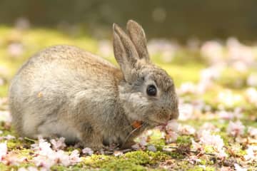 何がすごいの？ キヤノンのアプリ Vol.04 Neural network Upscaling Tool×うさぎ写真家uta ウサギのかわいらしさを引き出したい[Sponsored]