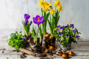 植えっぱなしで楽しむ春の小球根［8選］パンジー＆ビオラと相性ぴったり！【ガーデニング】