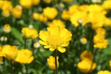 11月25日の花とは？【366日の誕生花と幸せの花言葉】