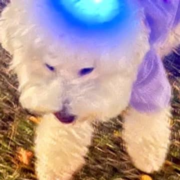 『犬の頭から記憶を吸い取っています』シュールで愛おしい"散歩中の一枚"に9万いいねの大反響「想像したら可愛すぎてｗ」「逆の可能性」