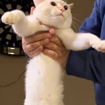 飼い主さんにそっと持ち上げられた猫→『胴体』を見てみると…驚きの光景に６万いいね「もしかしてお餅？」「おうどんみたいｗ」と話題