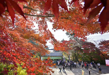 《秋さんぽ》名峰染めるモミジ　茨城・つくば