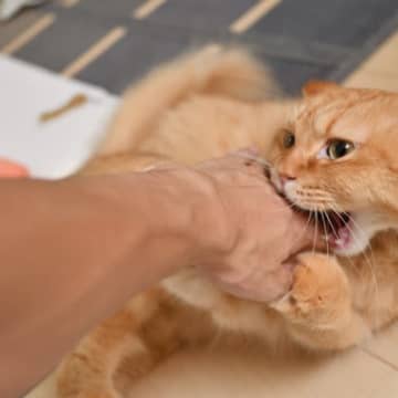 猫が『懐こうとしない人』に共通する特徴4選　好かれるためのコツや改善策も解説