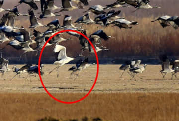 寧夏でタンチョウの生息を確認、野生の貴重な姿を撮影―中国