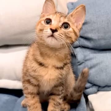 1ヶ月ぶりに『大好きな子猫』と再会した犬→嬉しくなりすぎて…まるで親のような『過保護な行動』が22万再生「大好きなんだ」「幸せな空間」