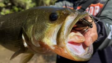 「アベレージサイズ乱獲、サイズも混ざります」この秋に釣果を約束してくれる超盤石なルアーとは？レベルバイブとのローテでより強力パターンに