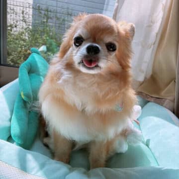 シニア犬が後追いをする理由と対応法 愛犬がずっとついてくる場合はどうすればいい?