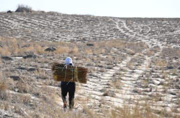 防砂治砂の植林に取り組む住民　中国内モンゴル・赤峰市