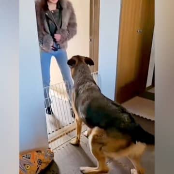 2週間ぶりに帰ってきたお姉ちゃん→大型犬が気づいて…嬉しくて見せた『お出迎えの光景』に反響「ベリーダンスよりすごい」「尻尾が扇風機」