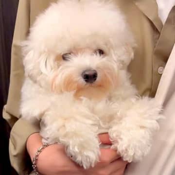 毛が伸びた『もふもふの犬』をトリミングした結果→まるでぬいぐるみのような『ビフォーアフター』に反響「嘘みたいに可愛い」「気品ある」