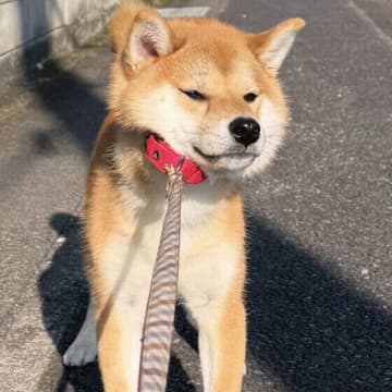 犬が「散歩拒否」する理由は?犬の拒否行動の心理と対処法を解説