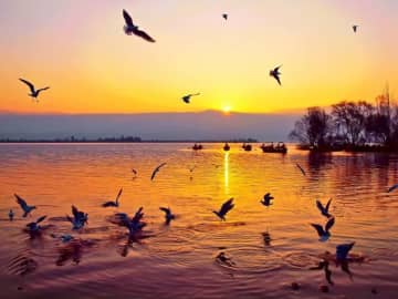 四川省の邛海で鳥類310種を確認、過去最高を更新―中国