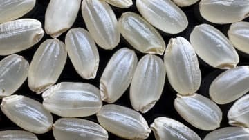 あまり知られていない「注目」のお米を紹介！受賞歴多数の「ゆうだい21」、希少なササニシキ変異種「かぐや姫」の特徴