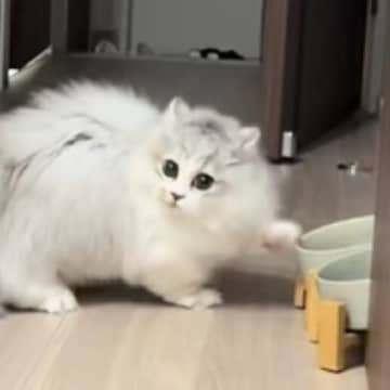 ご飯が入っていないことを確認した子猫→『次の瞬間』…笑撃すぎる『予想外の動き』が31万再生「江戸走りｗ」「かわいすぎて泣ける」