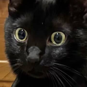 スーツカバーで遊んでいた黒猫→『急に静かになった』と思ったら…まさかの光景に２万いいね「なかなかレアｗ」「電車なのに声出して笑ったｗ」