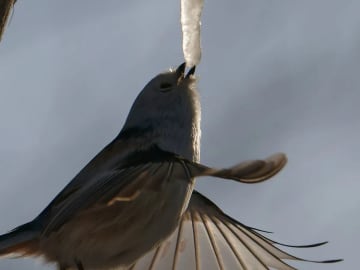 極寒の中３時間待って撮った『奇跡の１枚』とは　「かわいいよりも感動が勝つ」