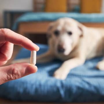 犬にとって『ビタミンC』が効果的とされる理由3つ　体にもたらす影響や与え方の注意点まで解説