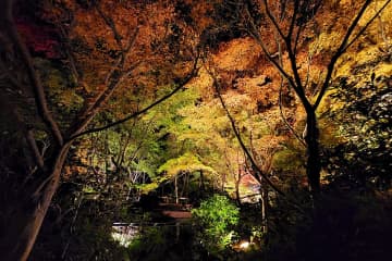 幻想的な竹灯り×和傘！大阪府立花の文化園で紅葉ライトアップ開催