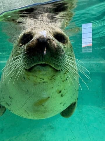 料理研究家、水族館のアザラシに大興奮「もう…可愛すぎるのよ」