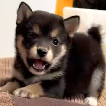 『世界一怖くない威嚇』カメラに向かって吠える赤ちゃん柴犬→一生見ていたい『精一杯な光景』が41万再生「可愛すぎ」「ニヤニヤ止まらん」