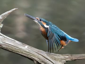 尖った枝が気になるカワセミ　クチバシでくわえた、その後の展開に悶絶！【野鳥】