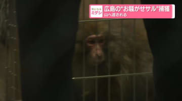 広島の“お騒がせサル”捕獲 山へ返される