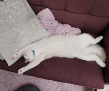 無防備に“ヘソ天＆バンザイ寝”していた子猫　3才の今は“甘えん坊で気まま”な魅力あふれるコに成長！