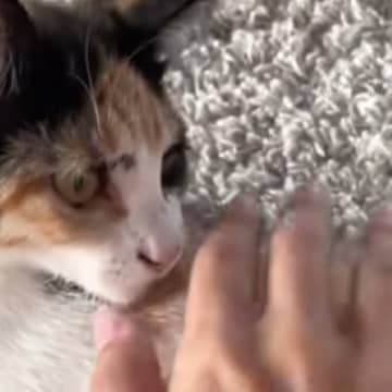 猫を保護したら『妊娠』が発覚→約１か月半が経過すると…涙あふれる展開が12万再生「すごい頑張ったね」「愛情をありがとう」