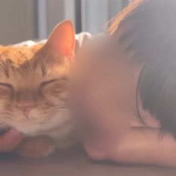 『甘えん坊な猫』がいっぱい可愛がってもらった結果→あまりに尊い『幸せで溢れる空間』に「尊過ぎて泣ける」「可愛いがいっぱいだ」と7万再生
