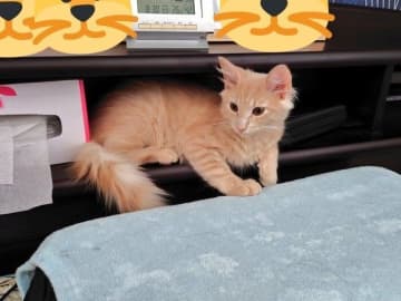 「このまま毛が伸びないかも…」と言われていた生後2カ月半の子猫→5年後、立派な“モフ猫”に成長した姿にほっこり！