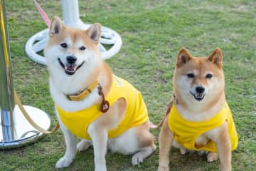 『シバのおきて』犬と“最期まで生きる”ために必要なこと　幸福に満ちていた「シバだらけ」