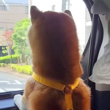 2歳の女の子が『初めて保育園に行った』結果→ずっと一緒に育ってきた犬が…離れた直後の『泣ける反応』が18万再生「切ない」「大切なんだね」