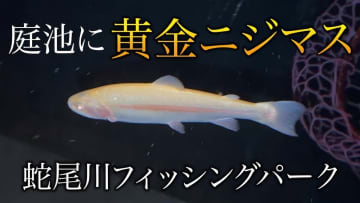 自宅庭に作った池に“黄金のニジマス”を放流　アウトドア系YouTubeチャンネルの新展開に視聴者うっとり