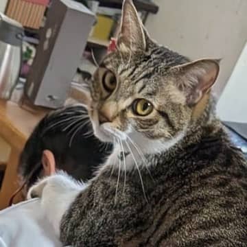 パパが仕事に行く準備をしていると、ネコが…朝の『微笑ましすぎるやり取り』に反響「ギックリ腰になるｗ」「なかなか重厚感があるボディｗ」