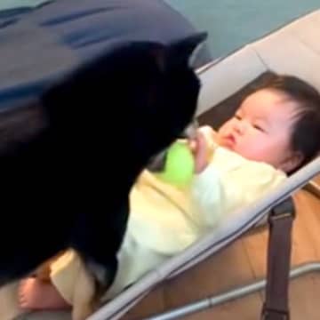 どうしても赤ちゃんと遊びたい犬→ボールを持っていって…まるで子どものような『愛おしい誘い方』に反響「まだ早いねぇｗ」「可愛すぎる」