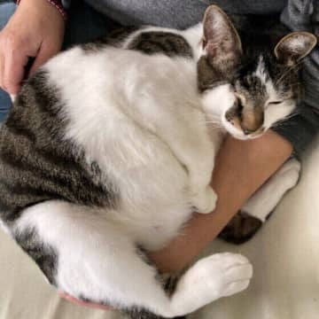 胸がきゅんとなる！信頼する飼い主さんに見せる猫の５つのかわいいしぐさ